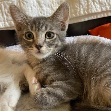 Jimmy, a Adoptable Domestic Medium Hair in Prosper, TX image 2/3