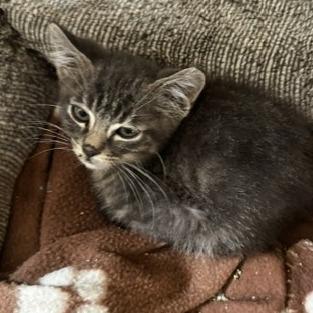 Jimmy, a Adoptable Domestic Medium Hair in Prosper, TX image 3/3