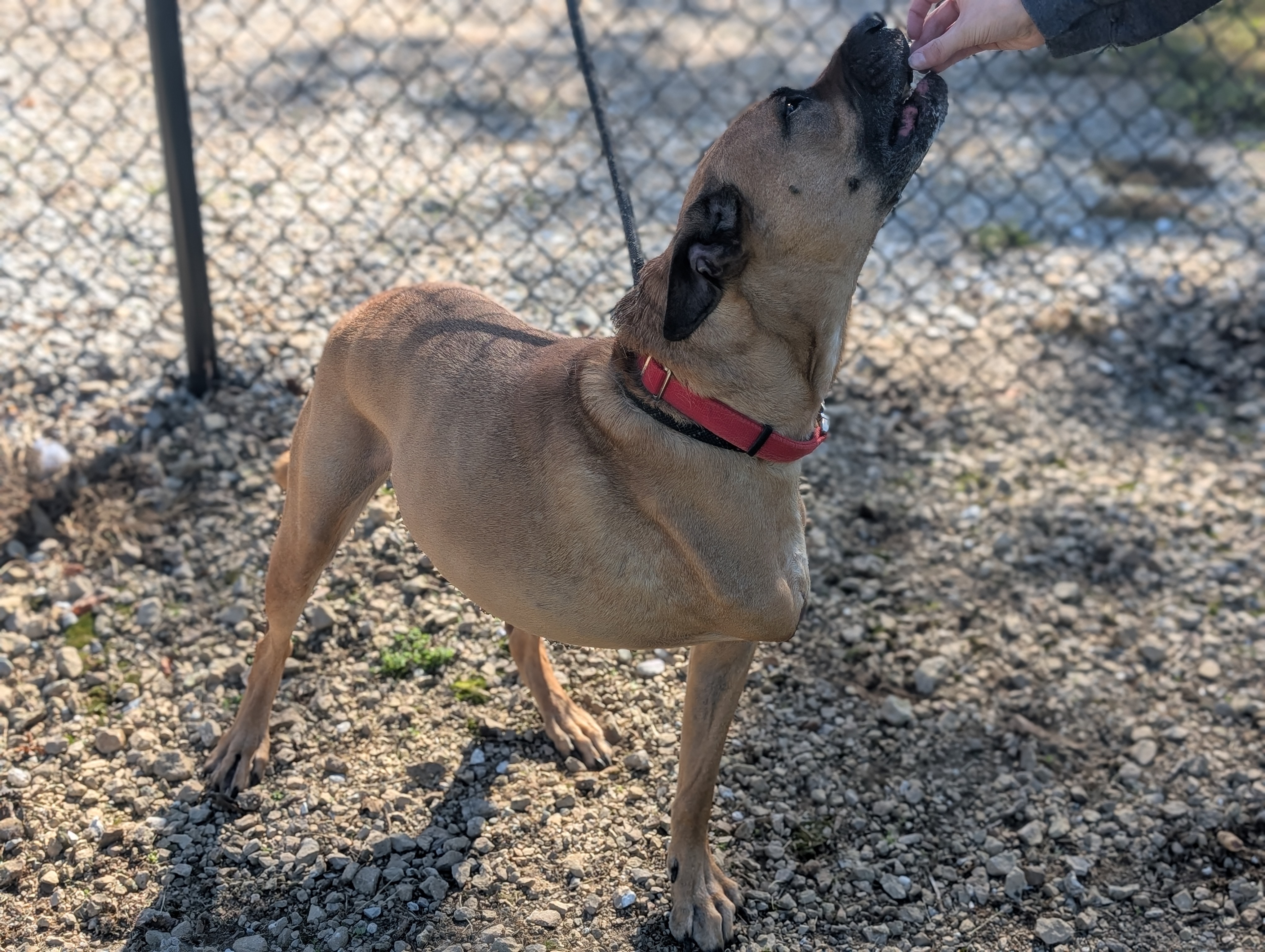 Enlarge Revis, a Adopted Boxer in Rushville, IN image 2/3