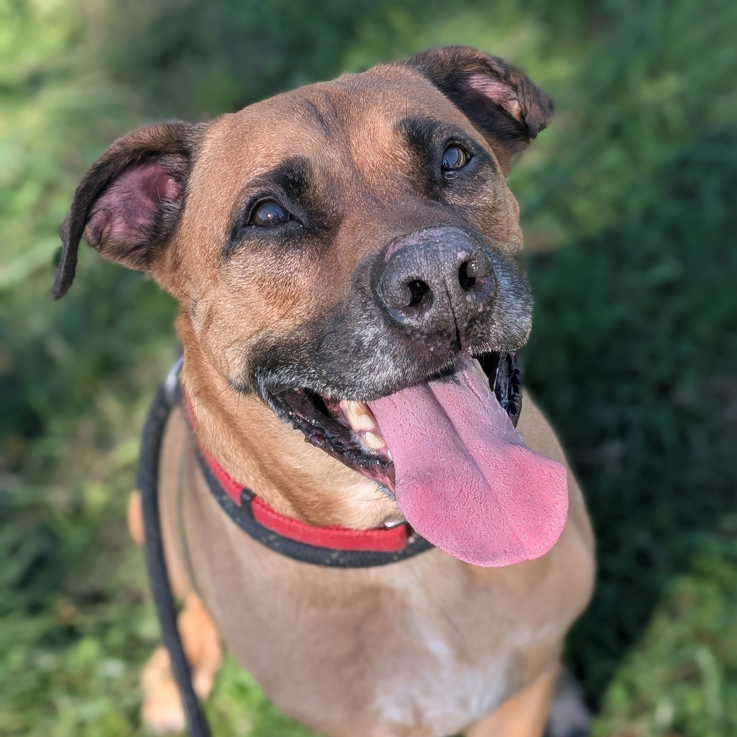 Enlarge Revis, a Adopted Boxer in Rushville, IN image 1/3