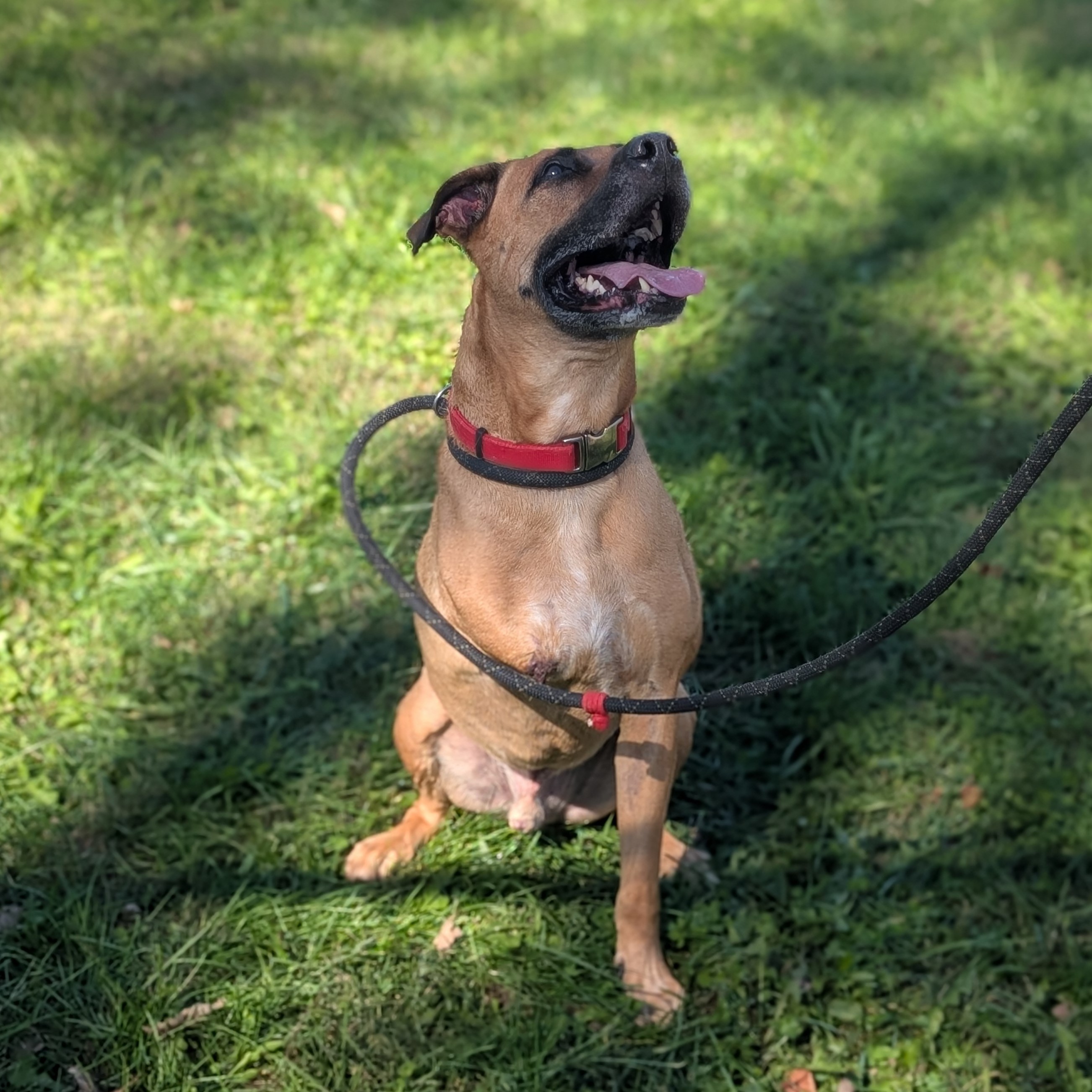 Enlarge Revis, a Adopted Boxer in Rushville, IN image 3/3