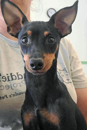 Enlarge Rocky, a Adopted Miniature Pinscher in Pahrump, NV image 1/2