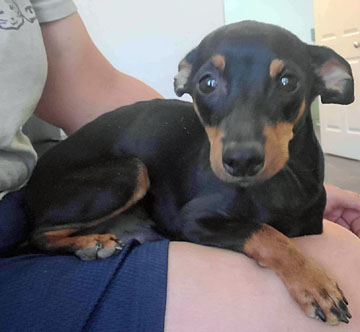 Enlarge Rocky, a Adopted Miniature Pinscher in Pahrump, NV image 2/2