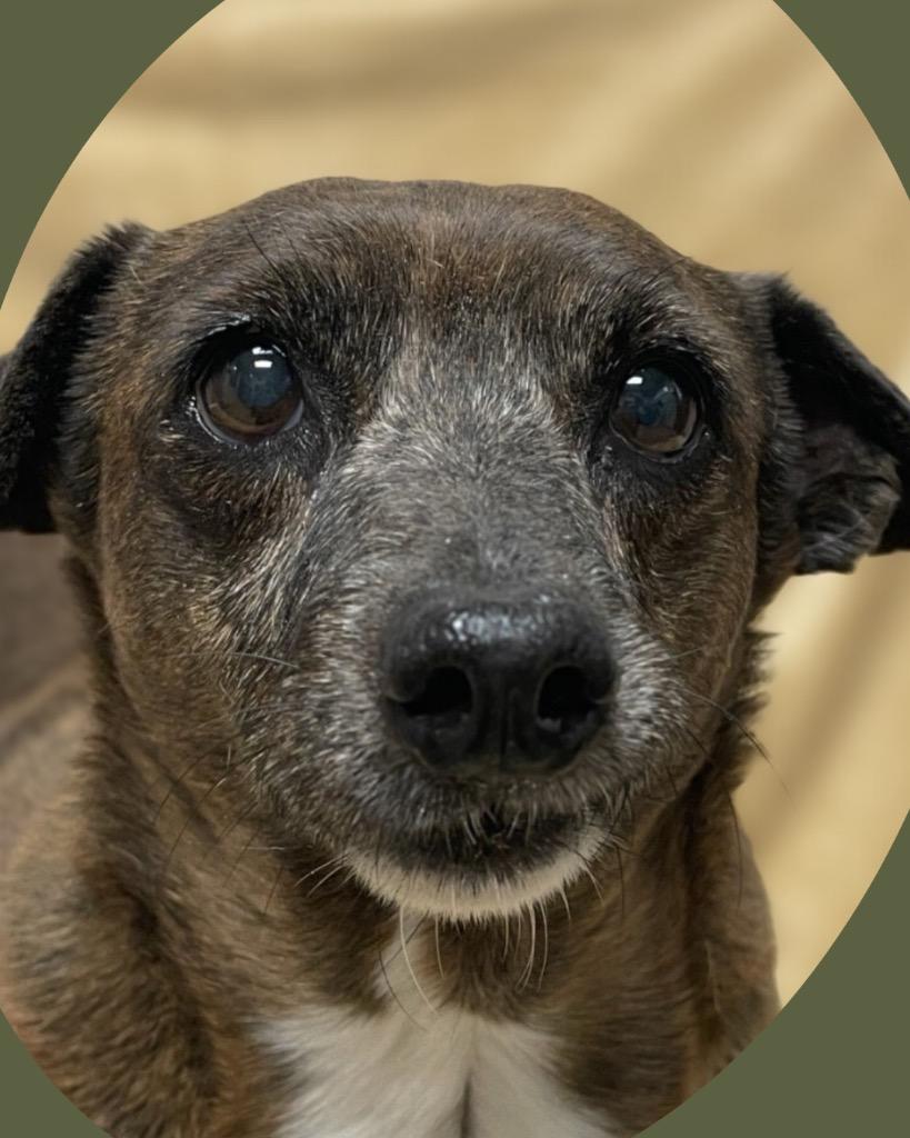 Hoppy Rubble, Adoptable, Senior Male Dachshund.
