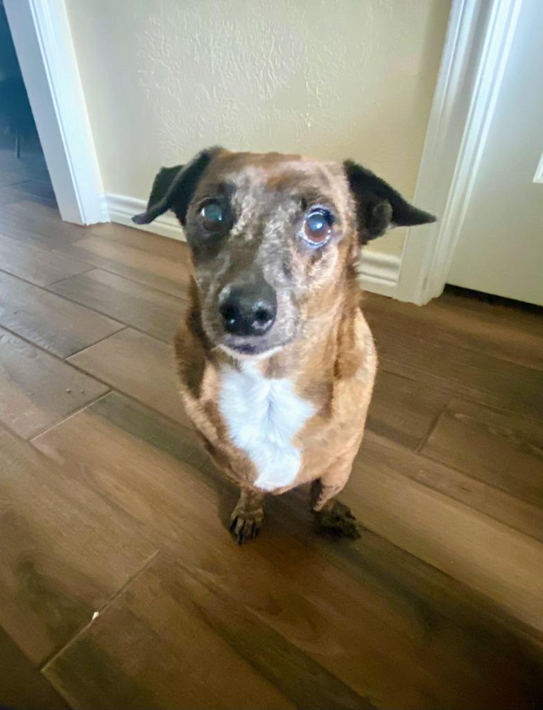 Enlarge Hoppy Rubble, a Adoptable Dachshund in College Station, TX image 2/6
