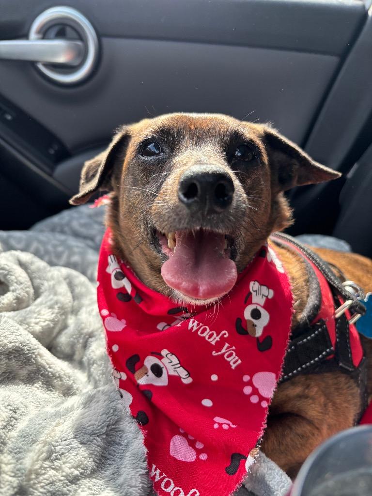 Enlarge Hoppy Rubble, a Adoptable Dachshund in College Station, TX image 3/6