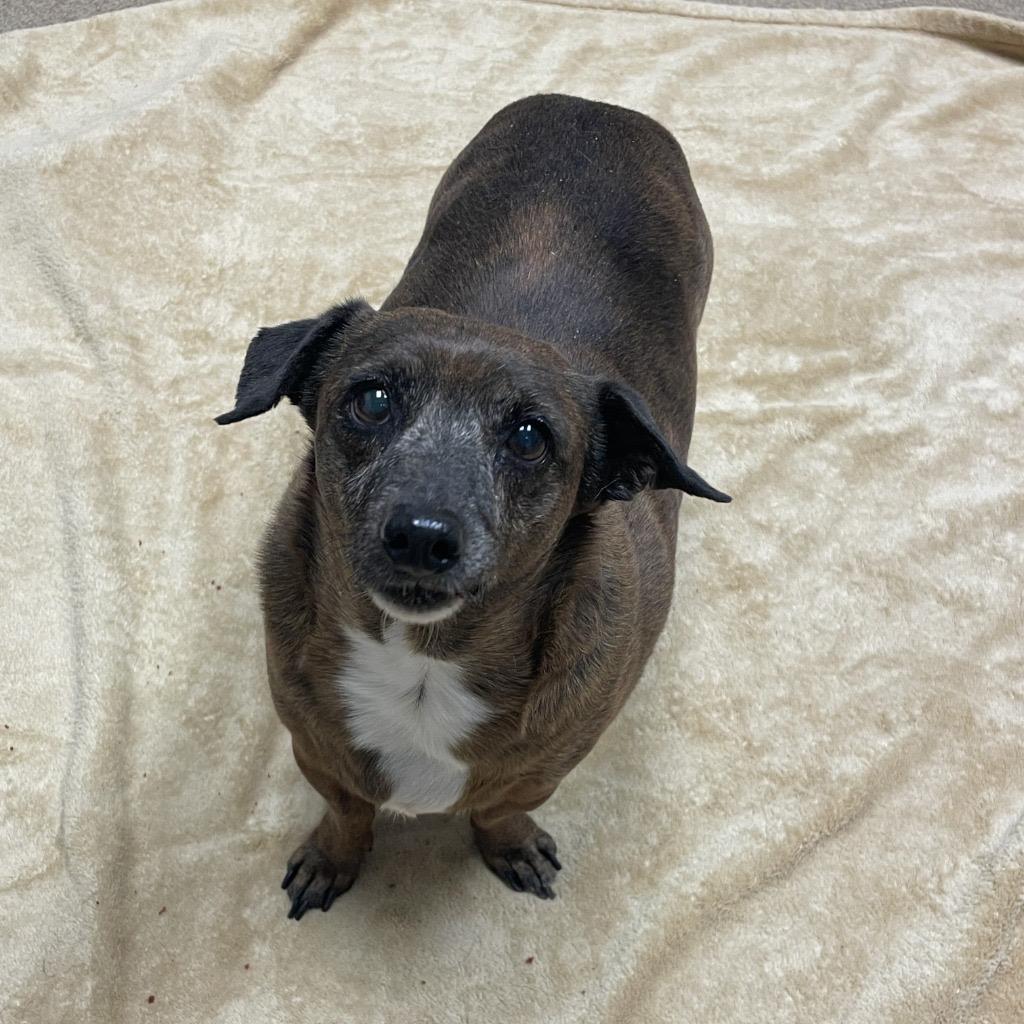 Enlarge Hoppy Rubble, a Adoptable Dachshund in College Station, TX image 4/6