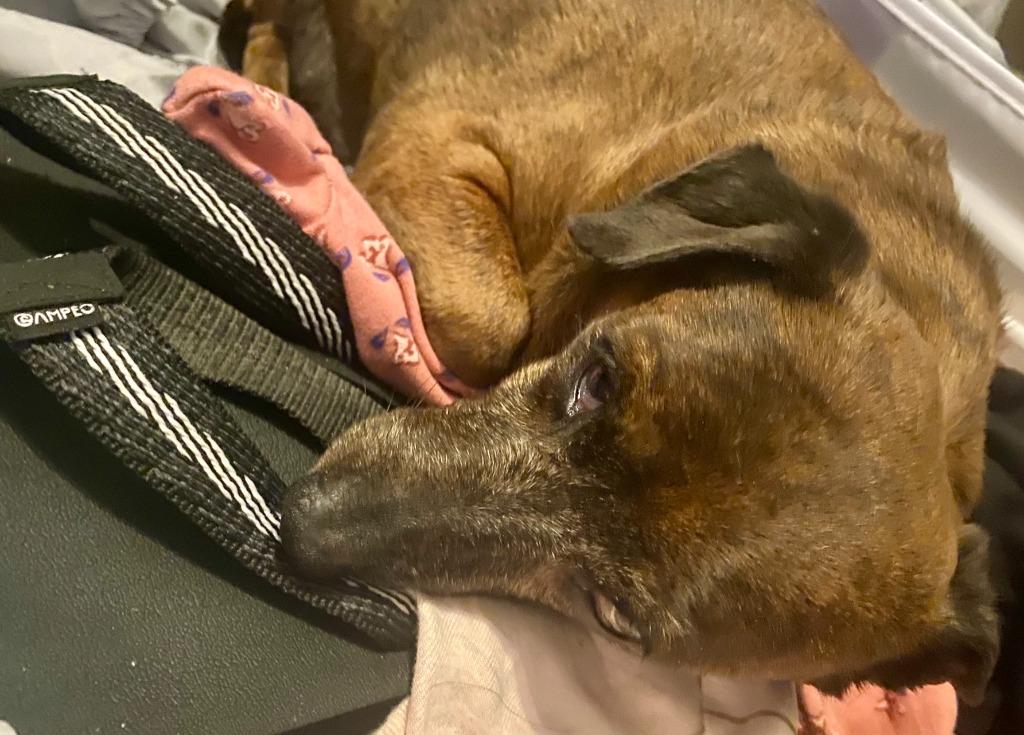 Enlarge Hoppy Rubble, a Adoptable Dachshund in College Station, TX image 5/6