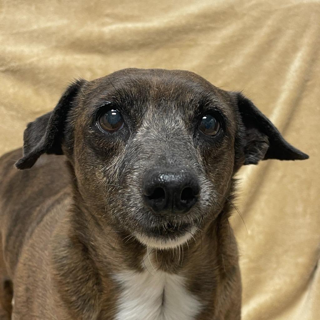 Enlarge Hoppy Rubble, a Adoptable Dachshund in College Station, TX image 6/6