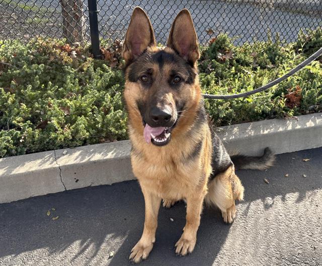 KENAI, Adoptable, Young Male German Shepherd Dog.