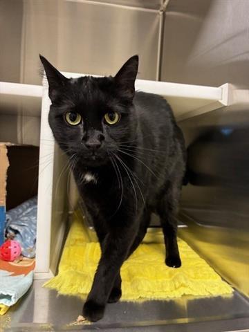 BINX, Adoptable, Adult Female Domestic Short Hair.