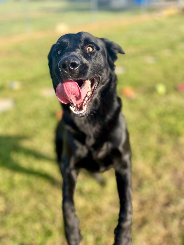 Cesar, Adoptable, Young Male Labrador Retriever.
