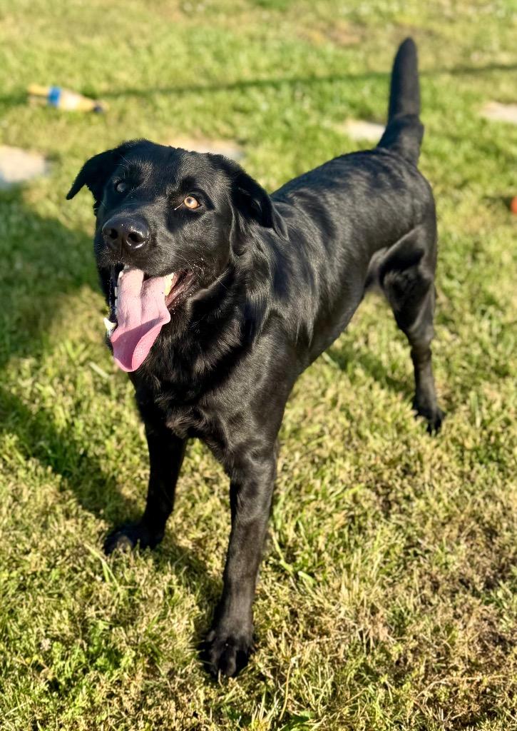 Enlarge Cesar, a Adoptable Labrador Retriever in Hopkinsville, KY image 2/6
