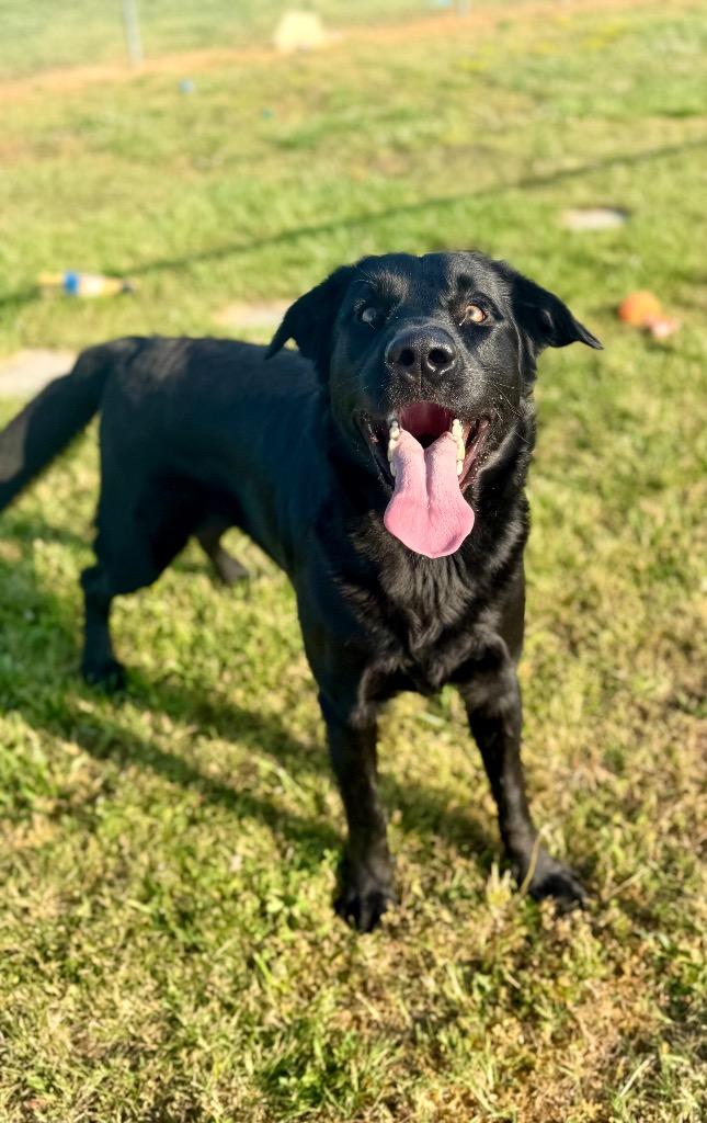 Enlarge Cesar, a Adoptable Labrador Retriever in Hopkinsville, KY image 4/6