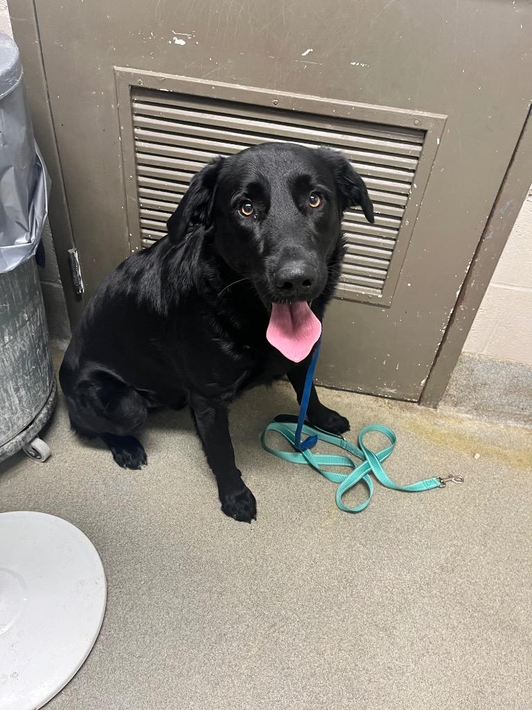 Enlarge Cesar, a Adoptable Labrador Retriever in Hopkinsville, KY image 5/6