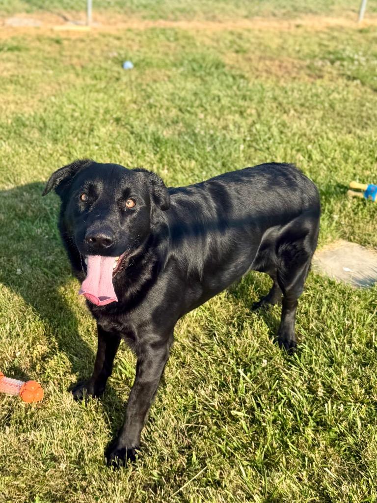 Enlarge Cesar, a Adoptable Labrador Retriever in Hopkinsville, KY image 6/6