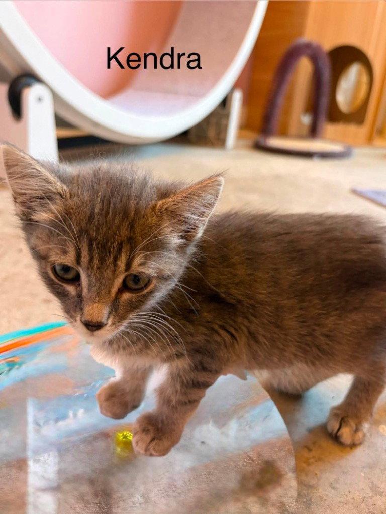 Enlarge Kendra, a Adoptable mixed breed in Saint George, UT image 1/1