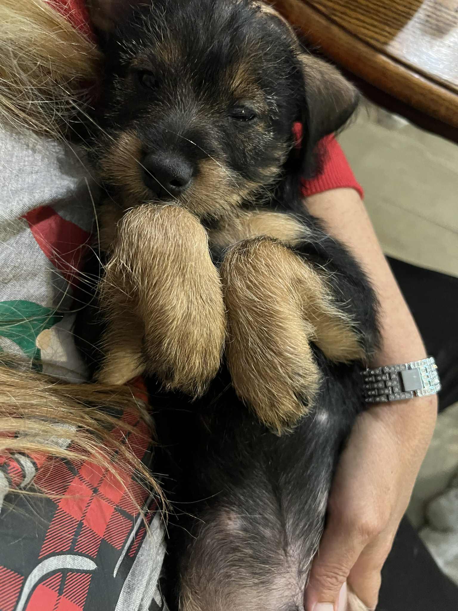 Gus Gus