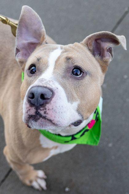 Enlarge Ghost, a Adoptable mixed breed in Cleveland, OH image 2/5