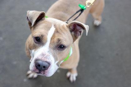 Enlarge Ghost, a Adoptable mixed breed in Cleveland, OH image 3/5