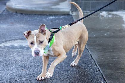 Enlarge Ghost, a Adoptable mixed breed in Cleveland, OH image 4/5
