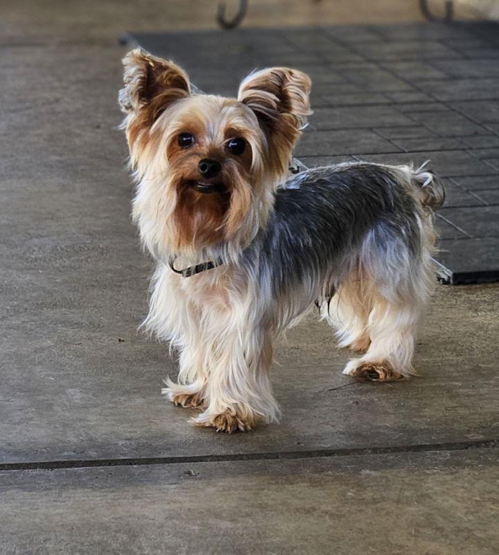 Mochi, Adopted, Young Male Yorkshire Terrier.