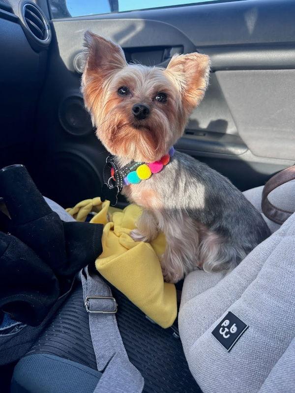 Enlarge Mochi, a Adopted Yorkshire Terrier in San Clemente, CA image 2/3