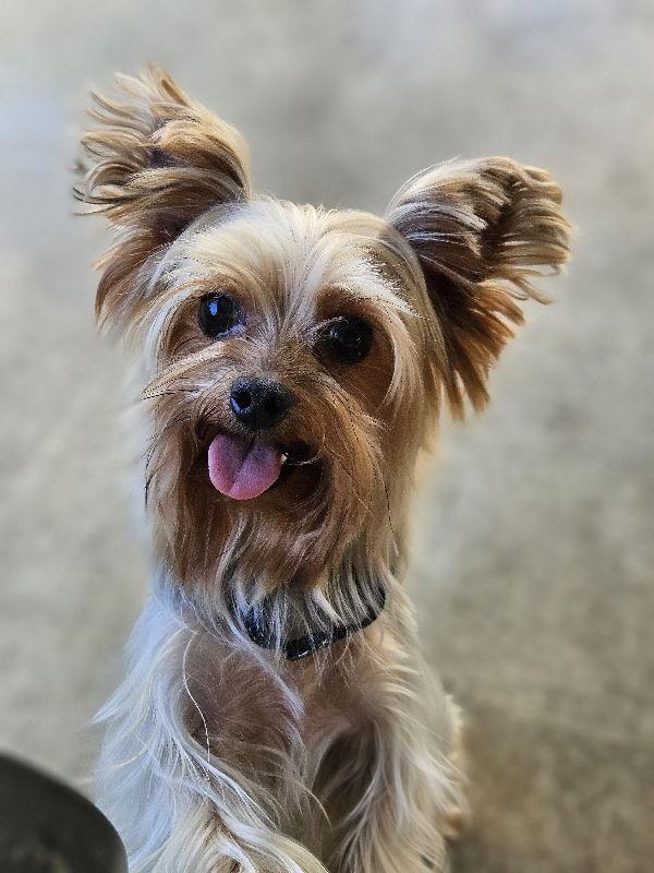 Enlarge Mochi, a Adopted Yorkshire Terrier in San Clemente, CA image 3/3