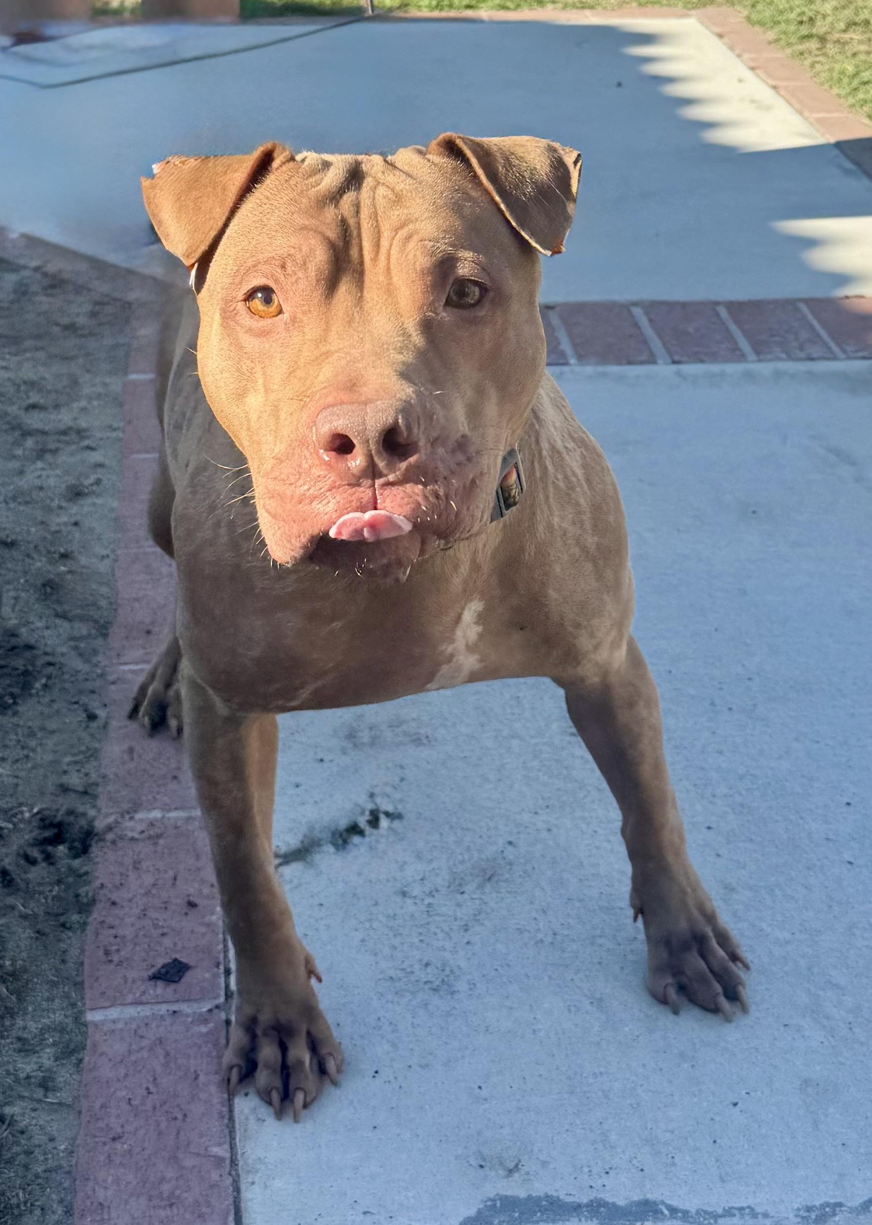 Enlarge RED, a Adoptable mixed breed in Portland , OR image 6/6