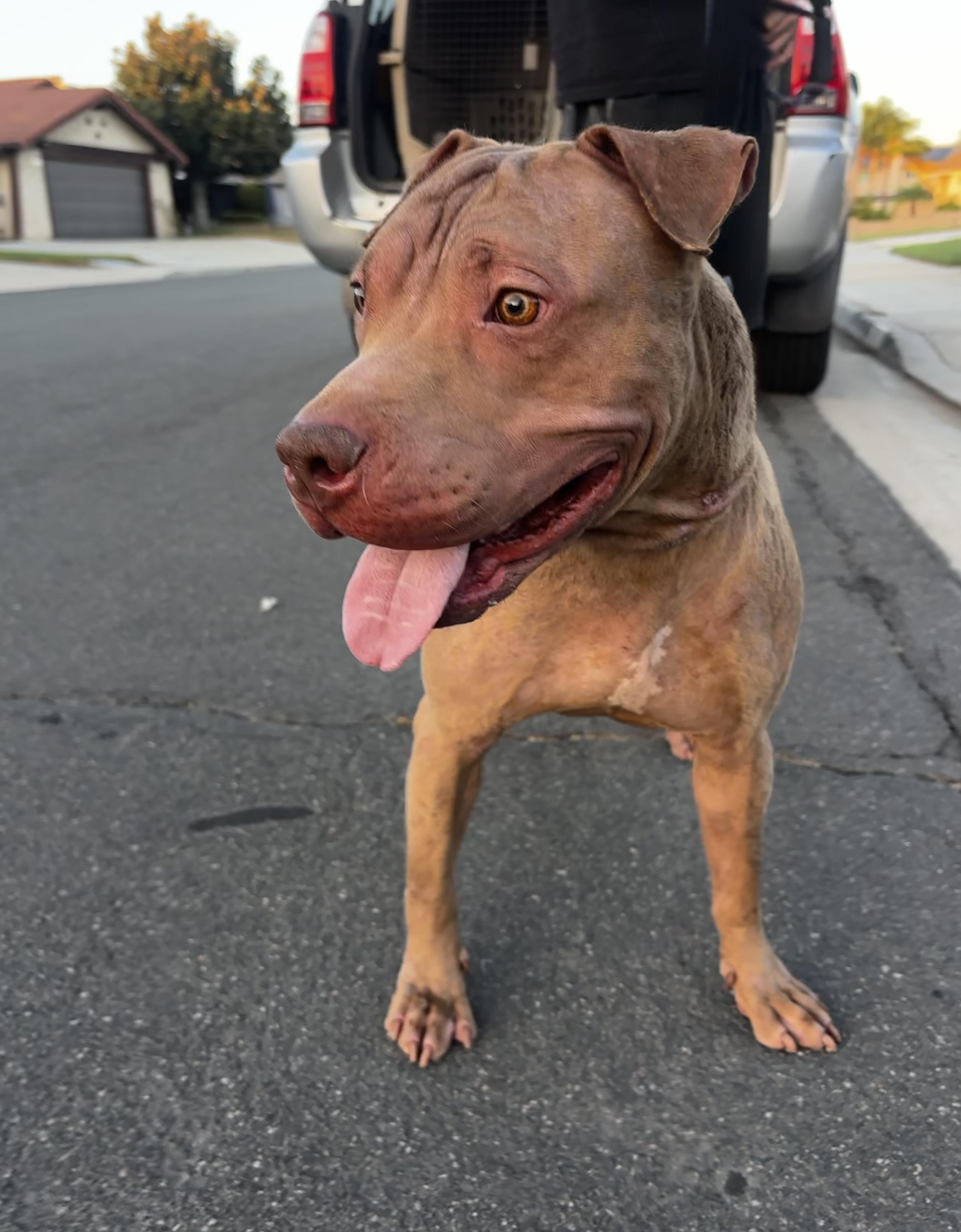 Enlarge RED, a Adoptable mixed breed in Portland , OR image 2/6