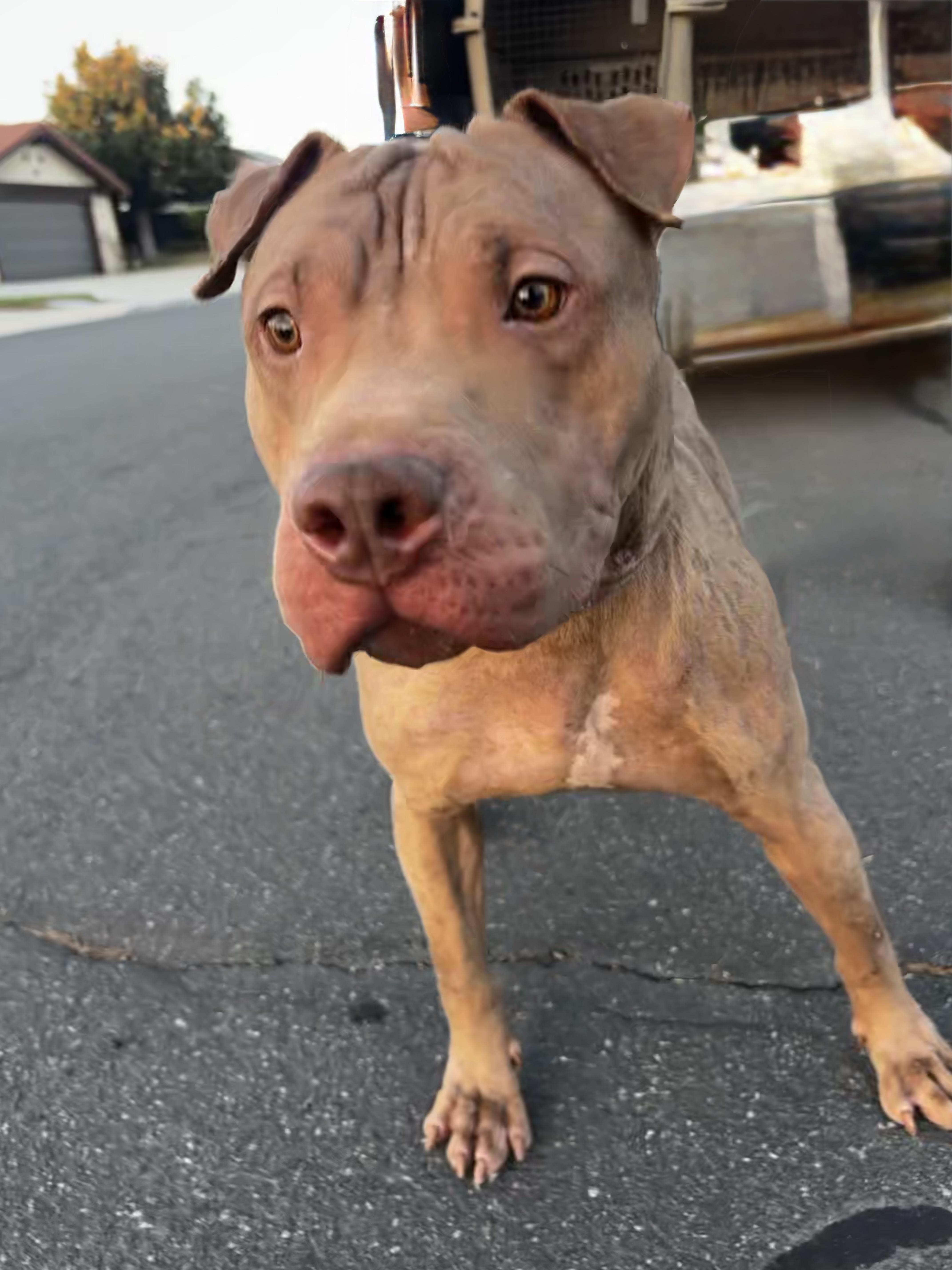 Enlarge RED, a Adoptable mixed breed in Portland , OR image 5/6