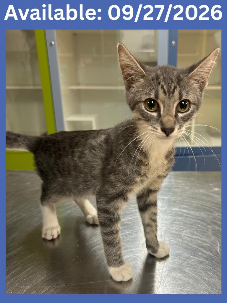 Cat Condo #13, Adoptable, Kitten Male Domestic Short Hair & Mixed Breed.