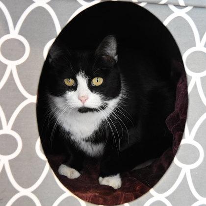 Hoopla Green, Adoptable, Adult Female Domestic Short Hair & Domestic Short Hair.