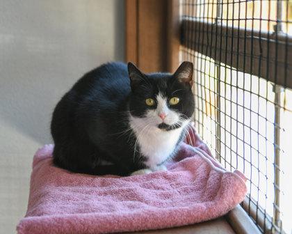 Hoopla Green, Adoptable, Adult Female Domestic Short Hair & Domestic Short Hair.