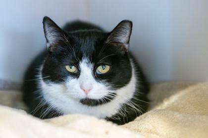 Enlarge Hoopla Green, a Adoptable Domestic Short Hair in Ringoes, NJ image 3/3