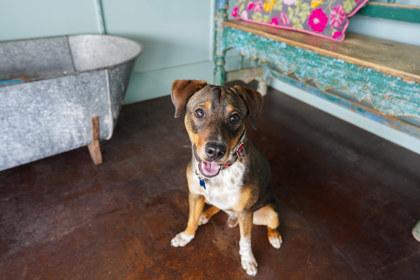 Odie, Adoptable, Adult Male Beagle & Mixed Breed.