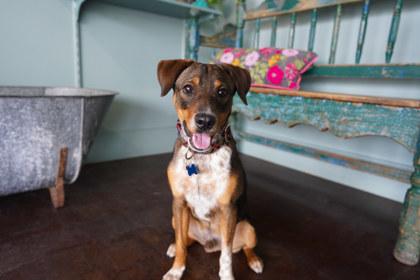 Enlarge Odie, a Adoptable mixed breed in San Antonio, TX image 2/2