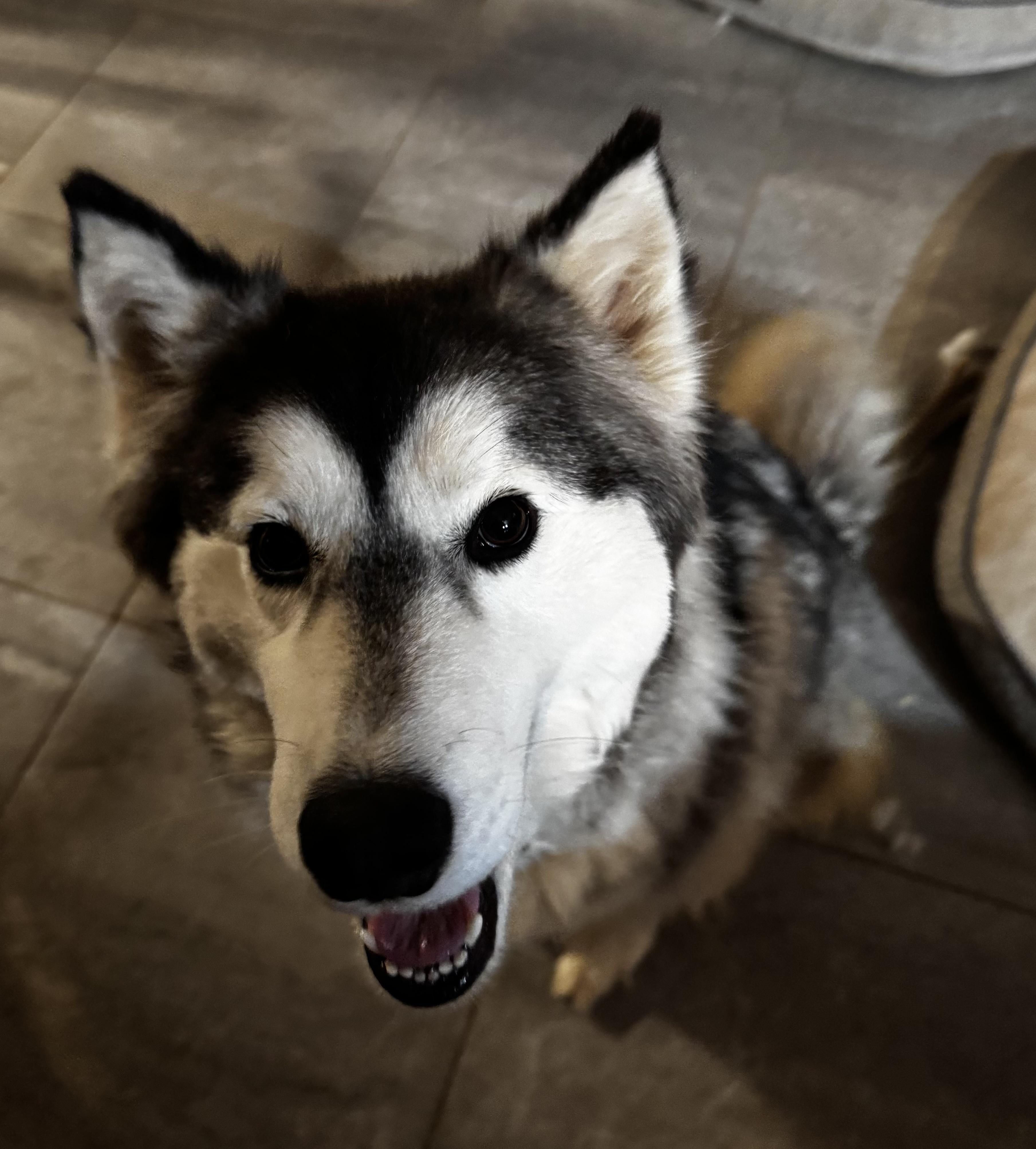 Enlarge ARTEMIS (Artie), a Adoptable Siberian Husky in Yucca Valley, CA image 5/5