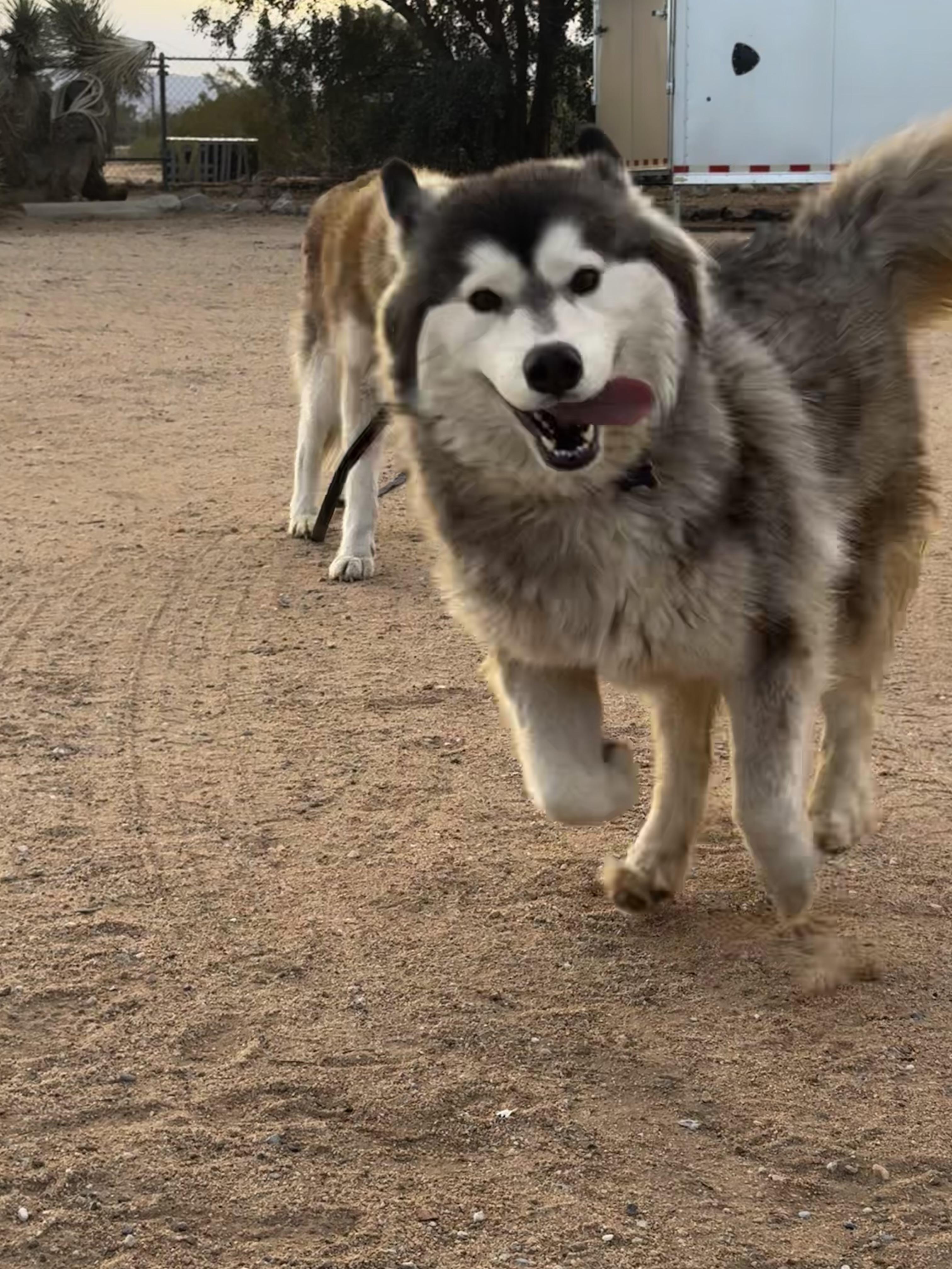 Enlarge ARTEMIS (Artie), a Adoptable Siberian Husky in Yucca Valley, CA image 2/5