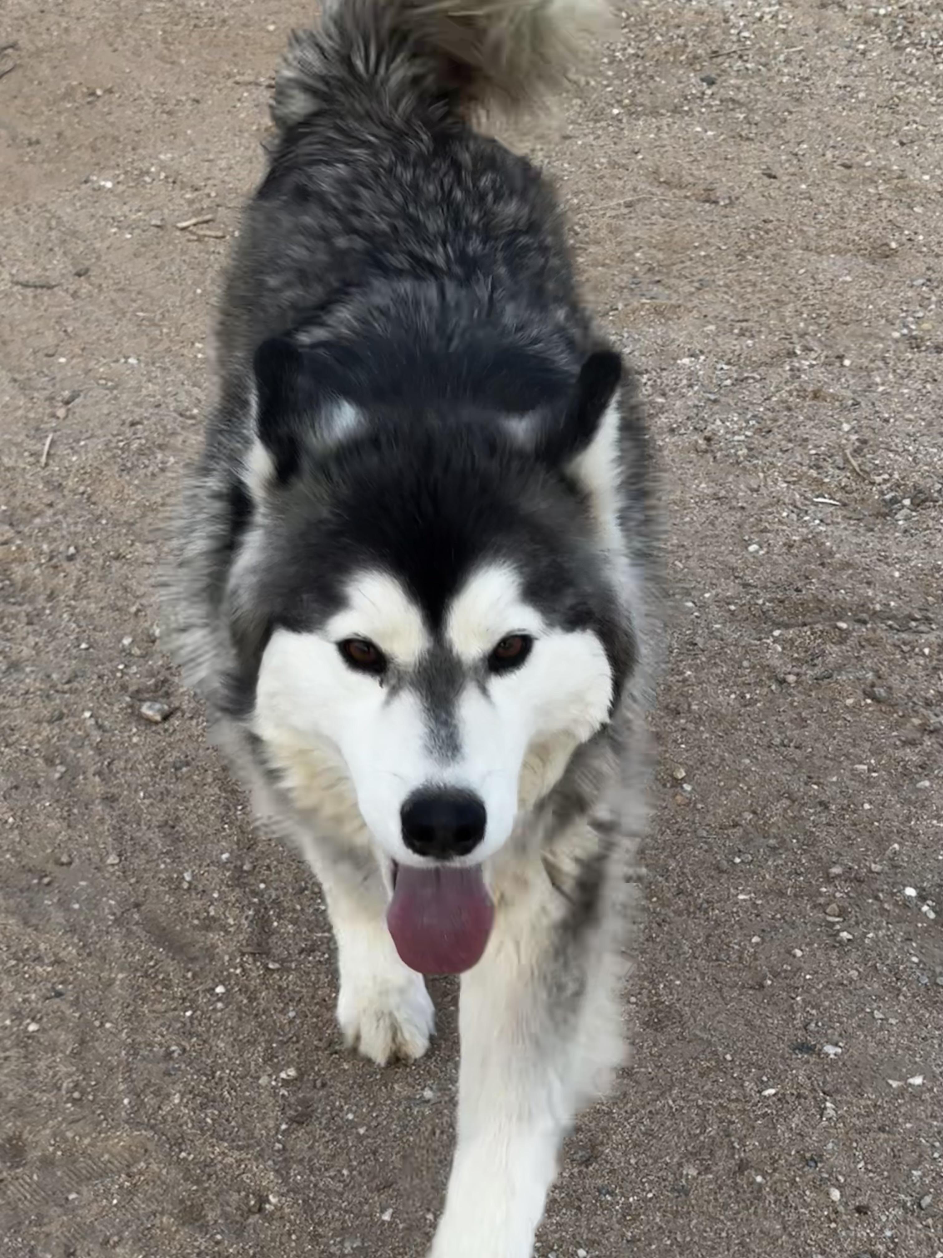 Enlarge ARTEMIS (Artie), a Adoptable Siberian Husky in Yucca Valley, CA image 4/5