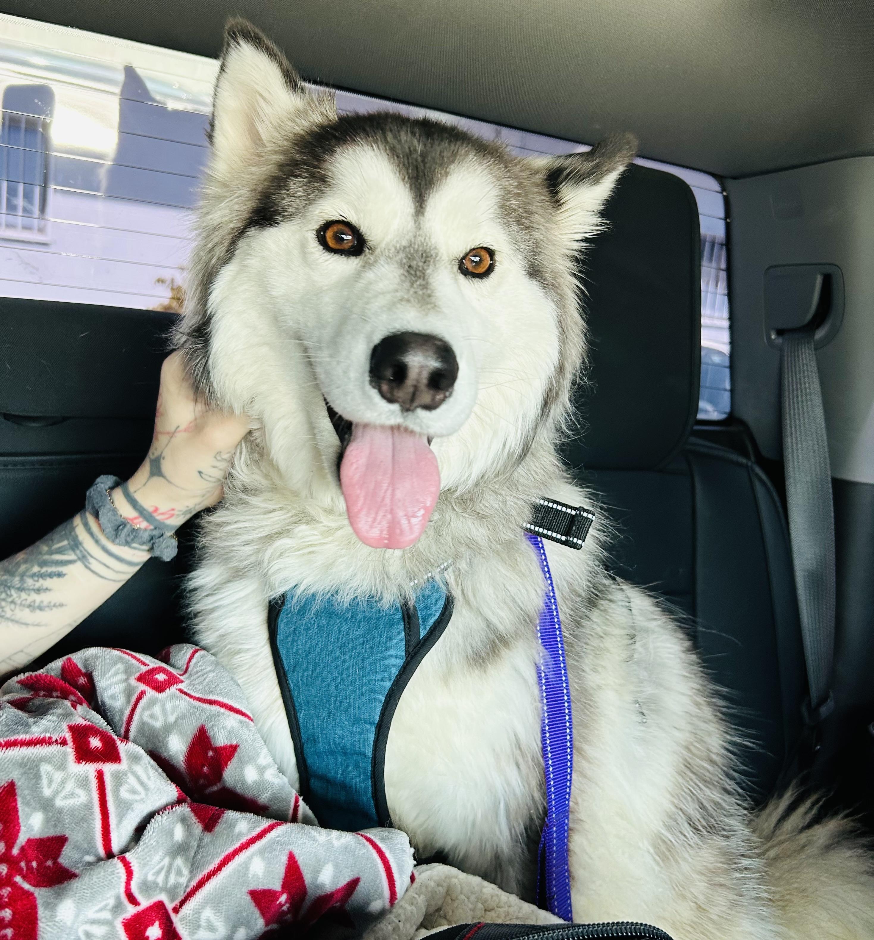 ARTEMIS (Artie), Adoptable, Young Female Siberian Husky.