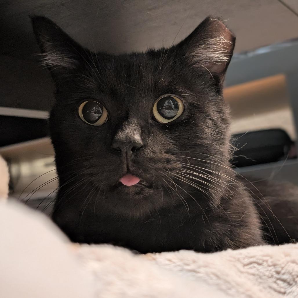 Enlarge Charlie, a Adoptable Domestic Short Hair in Redwood City, CA image 1/5