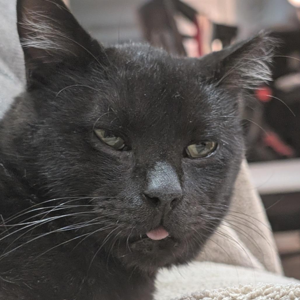 Enlarge Charlie, a Adoptable Domestic Short Hair in Redwood City, CA image 2/5