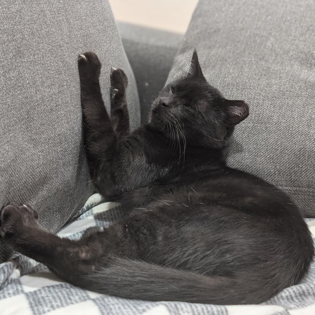 Enlarge Charlie, a Adoptable Domestic Short Hair in Redwood City, CA image 3/5