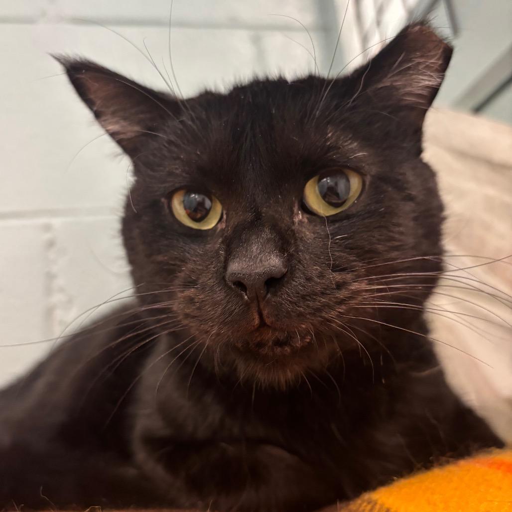 Enlarge Charlie, a Adoptable Domestic Short Hair in Redwood City, CA image 4/5