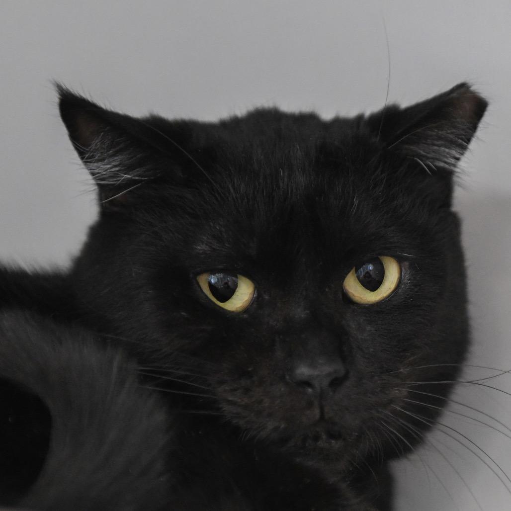 Enlarge Charlie, a Adoptable Domestic Short Hair in Redwood City, CA image 5/5