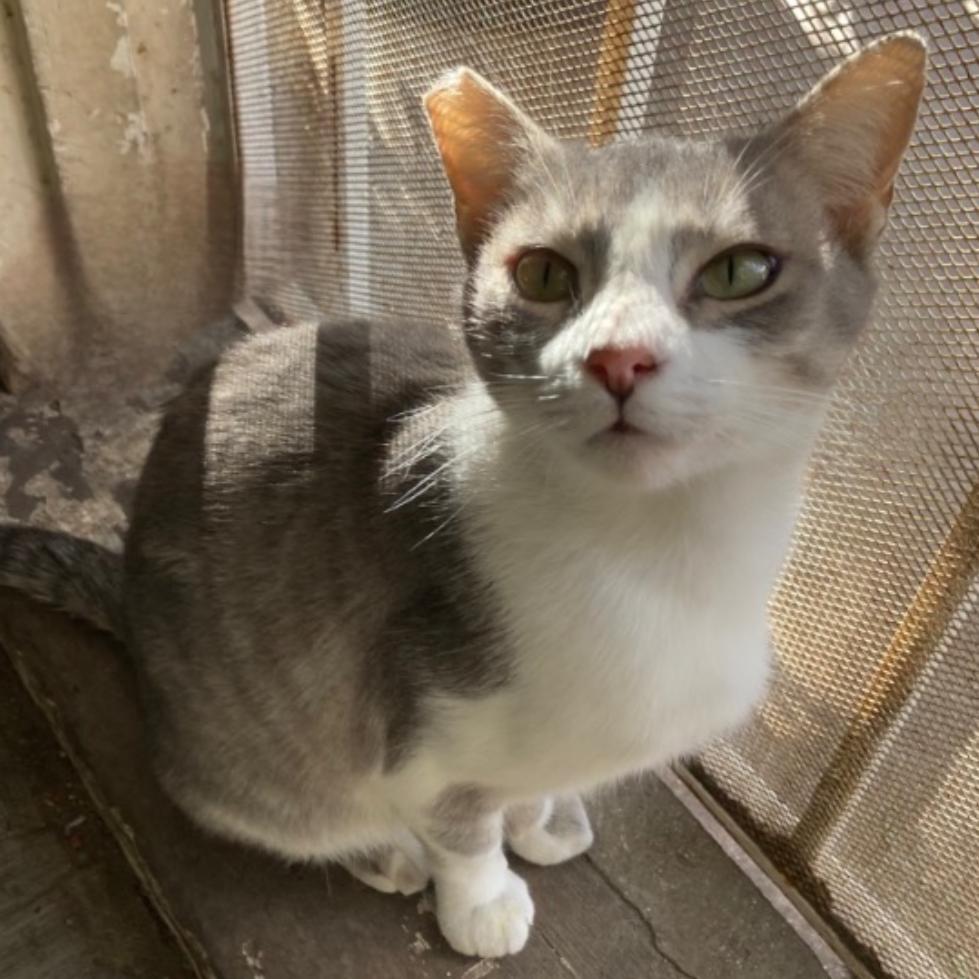 Honeybun — thumbnail 2