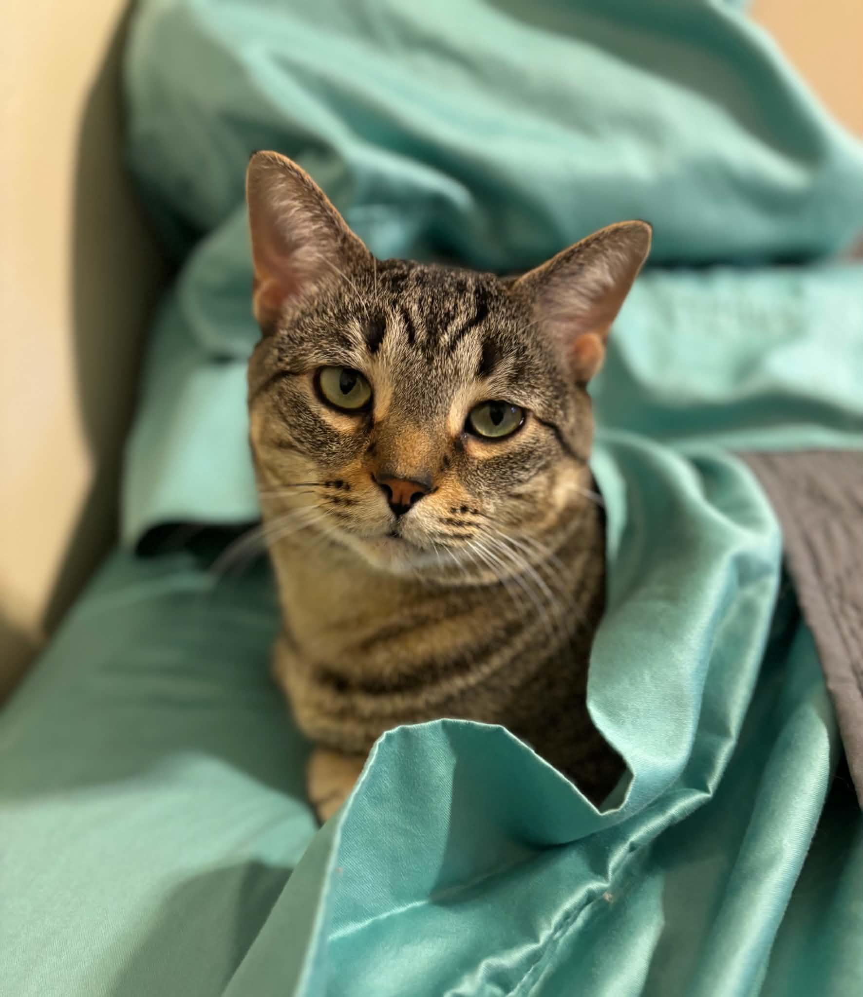 Enlarge Mutt, a Adoptable Domestic Short Hair in Milwaukee, WI image 1/6