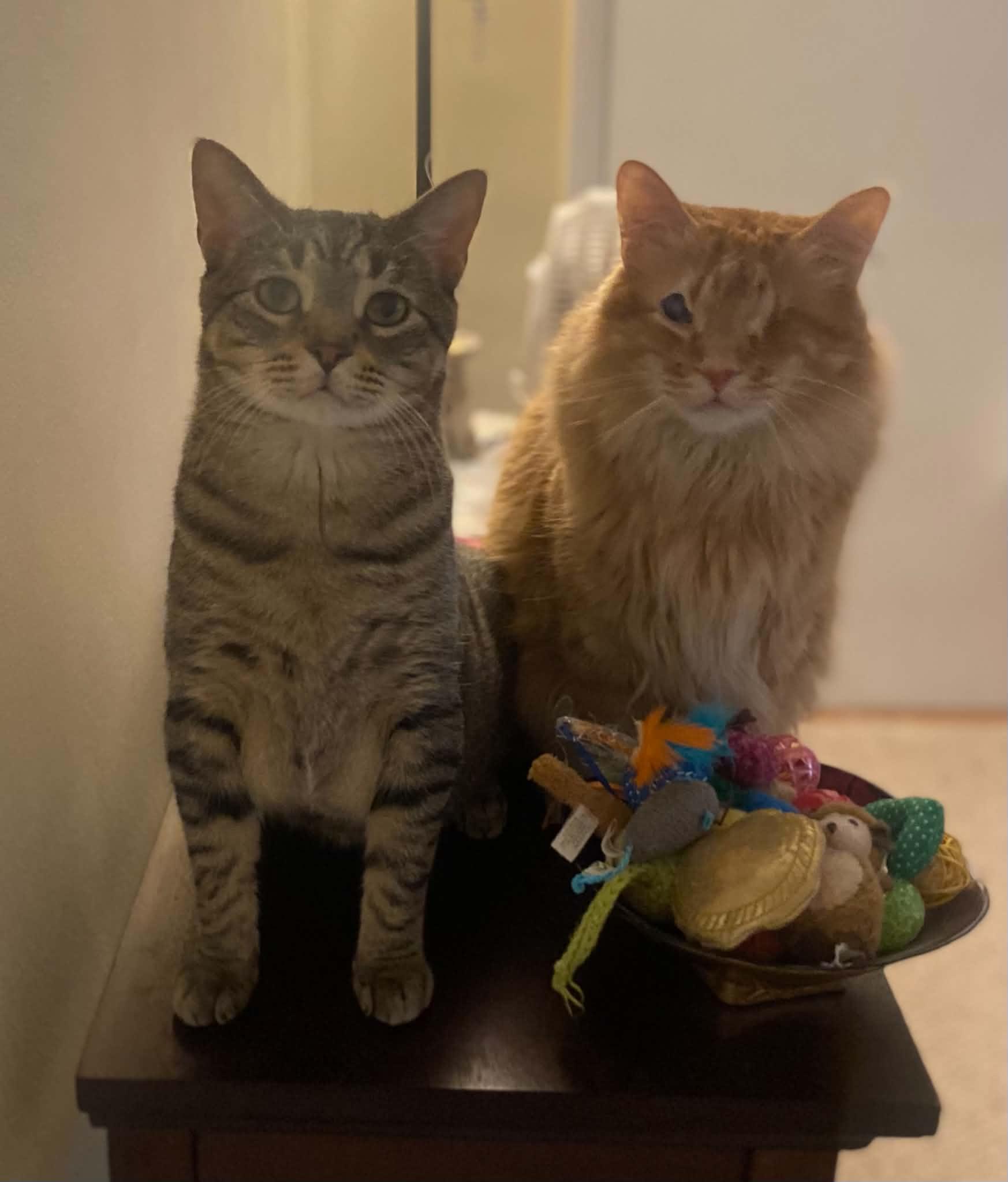 Enlarge Mutt, a Adoptable Domestic Short Hair in Milwaukee, WI image 6/6