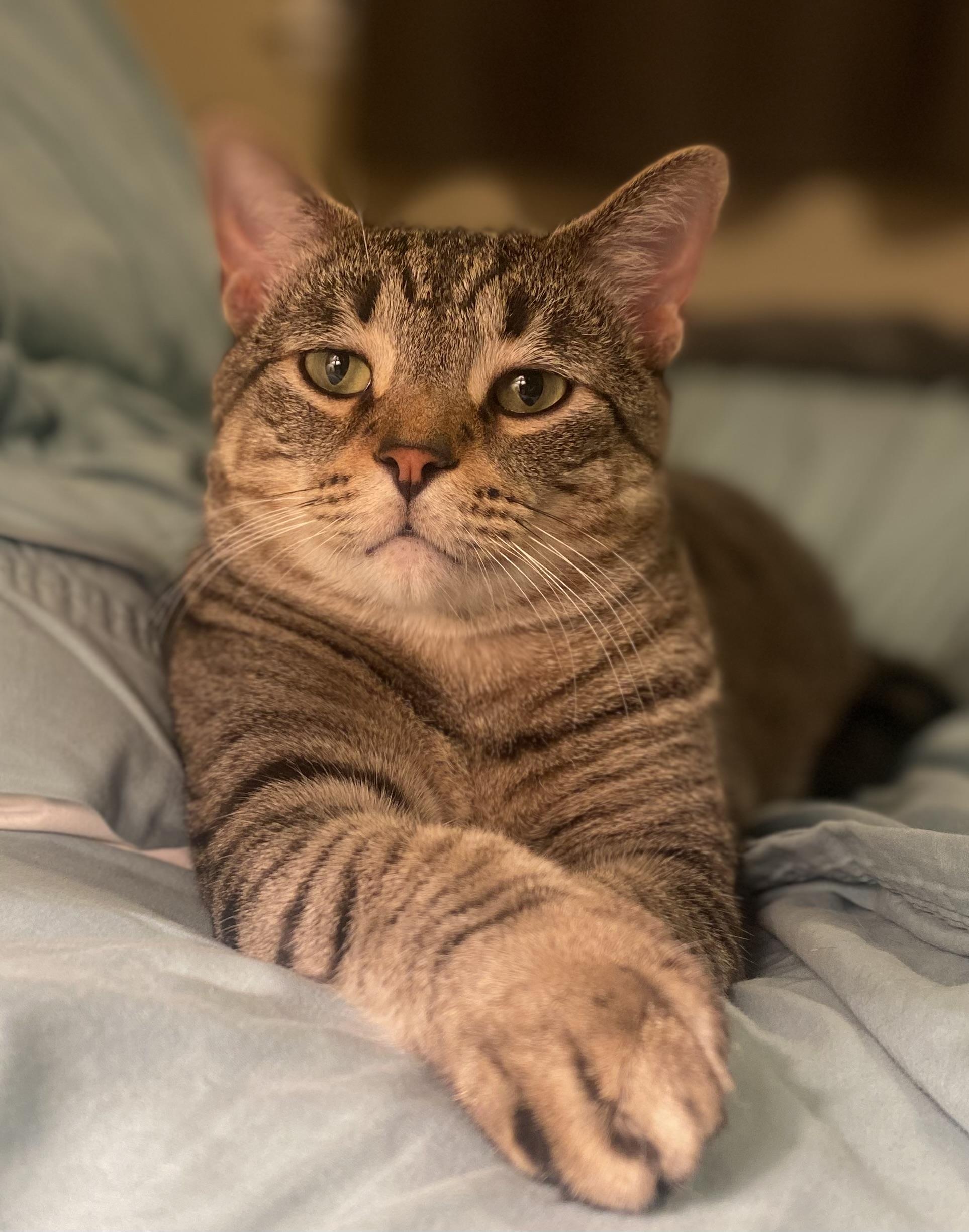 Enlarge Mutt, a Adoptable Domestic Short Hair in Milwaukee, WI image 5/6